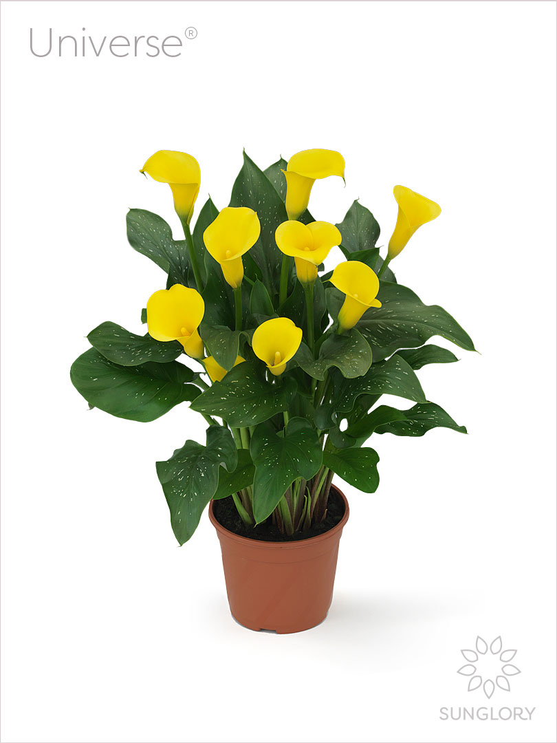 Universe®