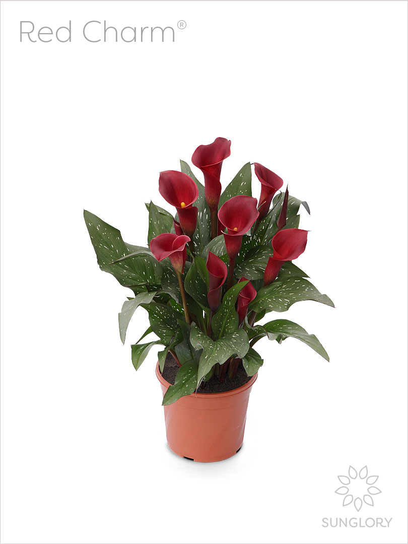 Red Charm®