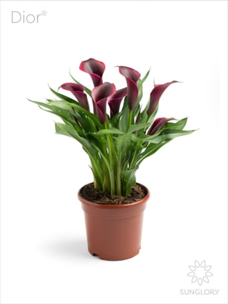 POT-dior